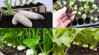 Cách trồng củ cải trắng mập mạp, nhanh thu hoạch trong thùng xốp