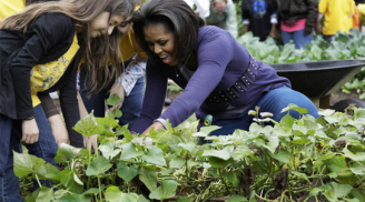 Khoai lang, rau dền, cà tím... trong vườn nhà Tổng thống Obama