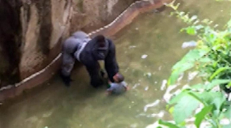 Vụ bắn hạ khỉ đột giải cứu bé trai:Xem xét truy tố hình sự cha mẹ