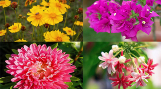 Mùa hè nên trồng loại hoa gì?