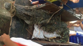 Bắt được cá sấu hơn 70kg giữa hồ câu nổi tiếng Hà Nội