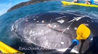 Nhóm du khách giải cứu thành công cá voi khổng lồ