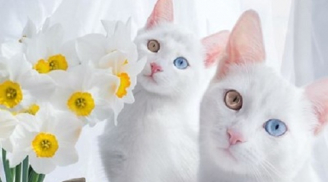 Say đắm trước cặp mèo song sinh có 2 màu mắt đẹp nhất thế giới