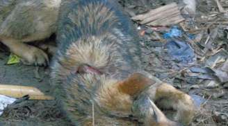 Thảm án ở Lào Cai: 'Con chó cũng không tha'