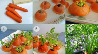 Cách trồng cà rốt 1 lần ăn mãi không cần hạt giống