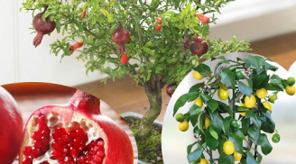 2 loại cây ăn quả dễ trồng thích hợp trong sân nhà và ban công