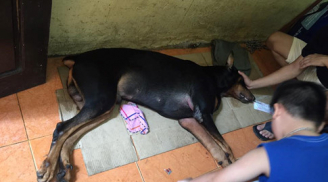 Tin buồn: Chú chó Dorbeman bị đâm giữa phố đã chết