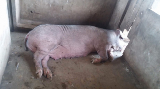 Lợn nái hung dữ cắn nát…tinh hoàn của giám đốc vì bị bắt con