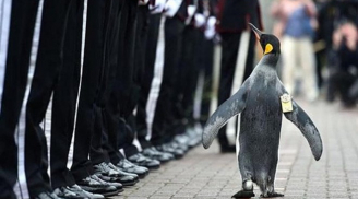 'Hot boy' chuẩn tướng chim cánh cụt duyệt đội danh dự