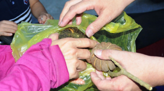 Nghệ An: 7 bị học sinh ngộ độc sau khi ăn hạt quả ngô đồng