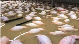 Điểm tin mới ngày 14/10: Thông tin mới vụ 4.000 con lợn chết đuối nổi trắng chuồng do mưa lũ