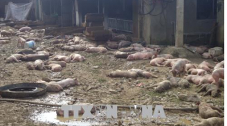 Điểm tin mới ngày 9/1: Đắk Nông, chủ trang trại khóc ròng vì 1200 con lợn chết cháy la liệt