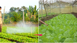 CẢNH BÁO: 5 loại rau quả mùa đông tẩm đầy hóa chất chị em nên biết để tránh