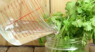 Trồng rau mùi tại nhà theo cách này cả năm chẳng cần ra chợ mua