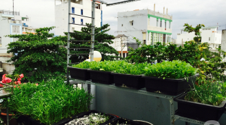 Phủ kín rau quả trên sân thượng sau 2 tháng gieo trồng của mẹ Việt