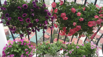 Ngắm vườn hoa “siêu đẹp” trên ban công khiến mẹ Việt mê tít