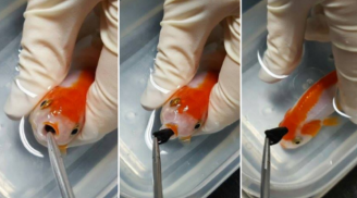Chuyện lạ: Bỏ ra gần chục triệu để cắt bỏ 'khối u' cho cá vàng