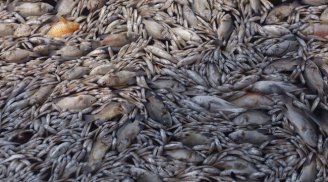 Hồ Tây: Cá ch.ết nổi trắng hồ, hàng trăm công nhân vớt từ sáng đến chiều chưa hết