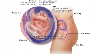Quá trình phát triển của thai nhi trong tuần 18