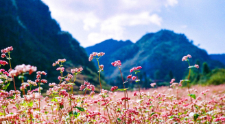 Tháng 10 rủ nhau đi ngắm hoa tam giác mạch ở Hà Giang