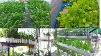 Những ông bố Việt tự tay trồng rau sạch trên sân thượng cho con yêu