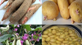 Nguy hiểm rình rập nếu ăn những loại rau củ chứa chất độc tiềm ẩn này