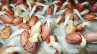 Hướng dẫn cách trồng rau mầm lạc tươi, ngon