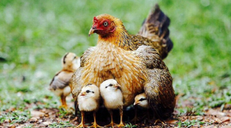 Gà con hỏi: “Sao ngày nào mẹ cũng phải đẻ trứng?”, gà mẹ trả lời thật là hay…