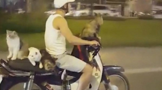 HOT: Anh chàng người Việt chở 4 con mèo đi dạo bằng xe máy bỗng 'làm mưa làm gió' trên báo nước ngoài