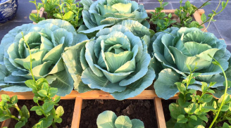 Cách trồng rau bắp cải ngay tại nhà ăn 'thả ga': Khó thành dễ