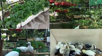 Mãn nhãn với  200 thùng rau, nuôi chim bồ câu, gà trên sân thượng: Gia đình ăn cả năm không hết