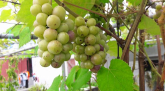 Anh chồng ‘đảm đang’ chỉ cách trồng nho Pháp sai trĩu quả mà “cực đơn giản”