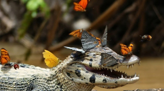 Ảnh HOT: Chú cá sấu “cười ngoác mồm” chơi cùng đàn bướm xinh đẹp