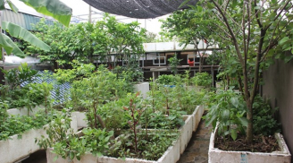 Mẹ phố 'đầu tư' mấy chục nghìn mà có vườn rau sạch trên sân thượng cho cả gia đình