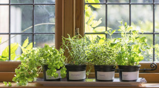 Giải pháp trồng rau cho nhà chật có rau sạch ăn mà đẹp không gian