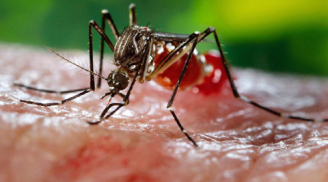 Báo động GẤP: Thêm 8 ca nữa nhiễm Zika ở Sài Gòn