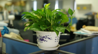 Đặt vật này trên bàn làm việc bạn sẽ thăng quan tiến chức không ngừng