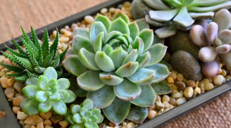 Kỹ thuật trồng hoa sen đá trong chậu mùa Tết