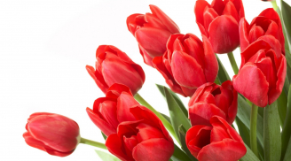 Kỹ thuật trồng hoa tulip trong chậu mùa Tết