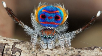 Clip: 8 loài nhện kỳ lạ nhất thế giới