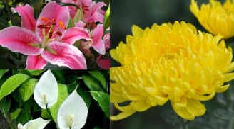 Loại hoa nhà nào cũng cần có trong ngày tết để khử mọi độc tố, gia đình hạnh phúc, khỏe mạnh