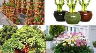 TẾT ĐINH DẬU: Loại hoa, cây cảnh LỘC LÁ, nhà nào trồng là mang THẦN TÀI vào nhà!