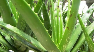 Đây là nguyên nhân gia đình nào cũng nên trồng cây nha đam