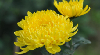 Bày hoa theo phong thủy: Đặt loại hoa này trong nhà gia đình gặp nhiều may mắn và hút được tài lộc
