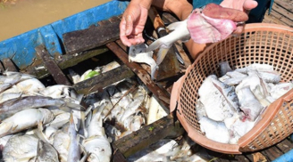 Cá phơi bụng ch.ết trắng ở thượng nguồn sông Sài Gòn
