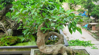 Mẹo phong thủy: Gia đình sung túc, tài lộc dồi dào nếu bạn trồng những loại cây này trong nhà