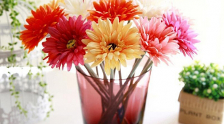 Hoa thích hợp với dân công sở, giúp nhiều điều may mắn tới với bạn