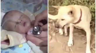 Bị chôn sống, bé trai 1 tháng tuổi may mắn được chú chó 'anh hùng' cứu mạng