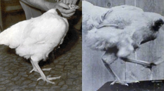 Chuyện lạ có thật: Chú gà không đầu vẫn sống 18 tháng