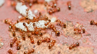 Chỉ cần có mẹo này gia đình bạn chẳng bao giờ có con kiến nào mà không cần thuốc diệt